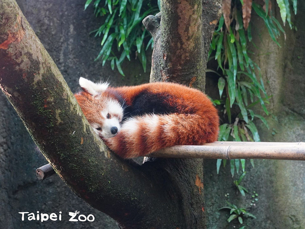 台北約會地點、情人節活動 2021 推薦：台北市立動物園